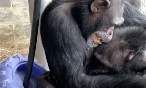 Four chimps rescued from Ohio roadside zoo share special hugs in their new home at Florida nonprofit Save The Chimps